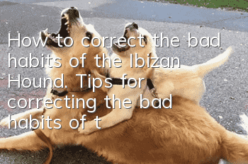 How to correct the bad habits of the Ibizan Hound. Tips for correcting the bad habits of the Ibizan Hound.