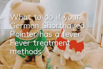 What to do if your German Shorthaired Pointer has a fever? Fever treatment methods