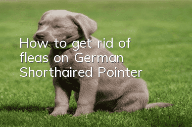 How to get rid of fleas on German Shorthaired Pointer