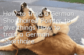 How to train a German Shorthaired Pointer to give things? How to train a German Shorthaired Pointer to give things?