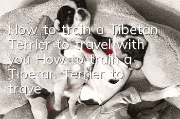 How to train a Tibetan Terrier to travel with you? How to train a Tibetan Terrier to travel with you when you go out?