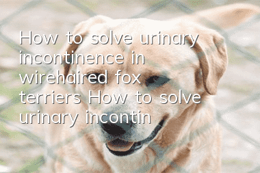 How to solve urinary incontinence in wirehaired fox terriers How to solve urinary incontinence in wirehaired fox terriers