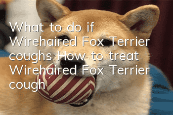 What to do if Wirehaired Fox Terrier coughs? How to treat Wirehaired Fox Terrier cough?