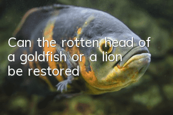 Can the rotten head of a goldfish or a lion be restored?