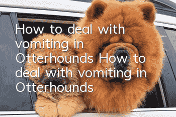 How to deal with vomiting in Otterhounds How to deal with vomiting in Otterhounds