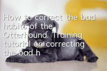 How to correct the bad habits of the Otterhound. Training tutorial on correcting the bad habits of the Otterhound.