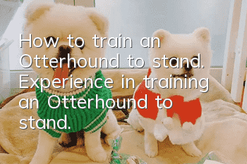 How to train an Otterhound to stand. Experience in training an Otterhound to stand.