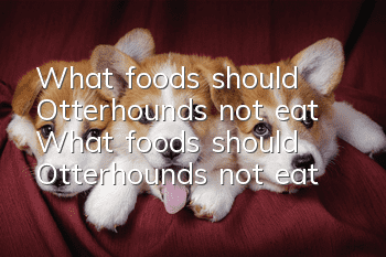What foods should Otterhounds not eat? What foods should Otterhounds not eat?