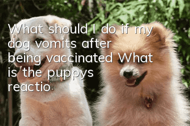 What should I do if my dog vomits after being vaccinated? What is the puppy’s reaction after being vaccinated!