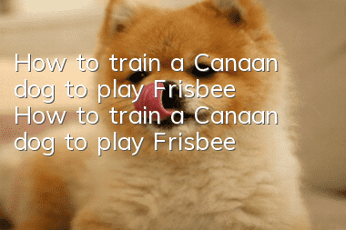 How to train a Canaan dog to play Frisbee How to train a Canaan dog to play Frisbee