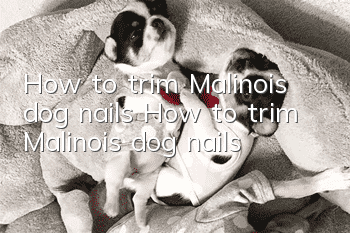 How to trim Malinois dog nails How to trim Malinois dog nails