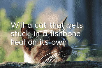 Will a cat that gets stuck in a fishbone heal on its own?