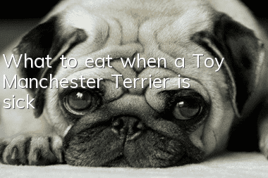 What to eat when a Toy Manchester Terrier is sick