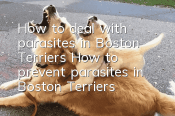 How to deal with parasites in Boston Terriers How to prevent parasites in Boston Terriers