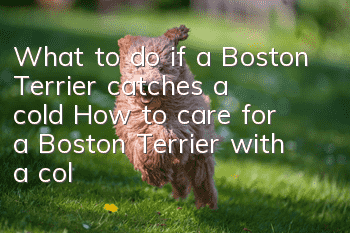 What to do if a Boston Terrier catches a cold? How to care for a Boston Terrier with a cold.