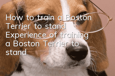 How to train a Boston Terrier to stand? Experience of training a Boston Terrier to stand