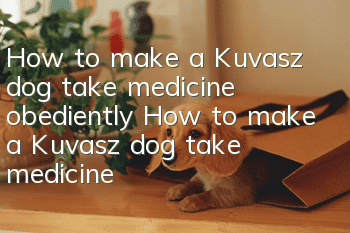 How to make a Kuvasz dog take medicine obediently How to make a Kuvasz dog take medicine