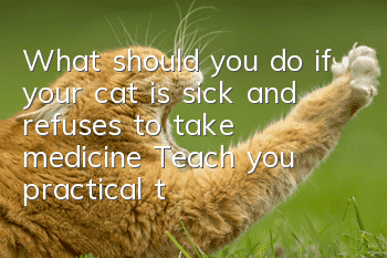 What should you do if your cat is sick and refuses to take medicine? Teach you practical techniques for feeding cats medicine!