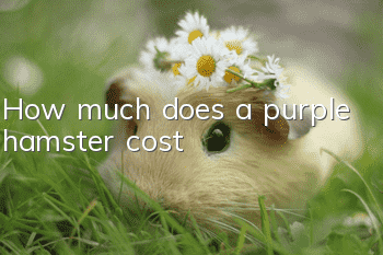 How much does a purple hamster cost?