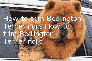 How to trim Bedlington Terrier nails How to trim Bedlington Terrier nails