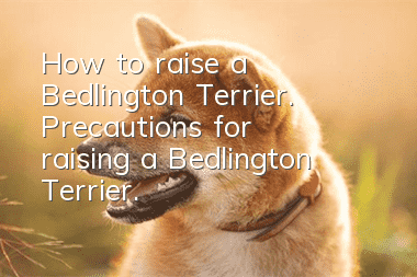 How to raise a Bedlington Terrier. Precautions for raising a Bedlington Terrier.