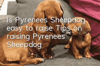 Is Pyrenees Sheepdog easy to raise? Tips on raising Pyrenees Sheepdog
