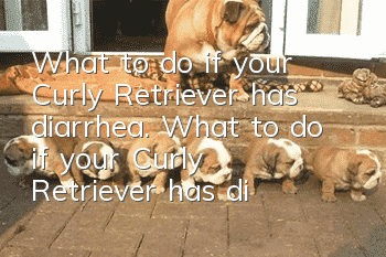 What to do if your Curly Retriever has diarrhea. What to do if your Curly Retriever has diarrhea.