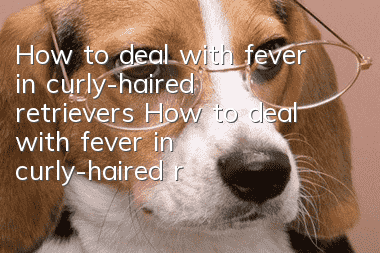 How to deal with fever in curly-haired retrievers How to deal with fever in curly-haired retrievers