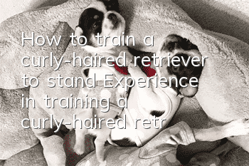 How to train a curly-haired retriever to stand? Experience in training a curly-haired retriever to stand