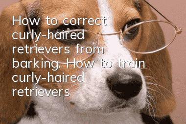 How to correct curly-haired retrievers from barking. How to train curly-haired retrievers to stop barking.
