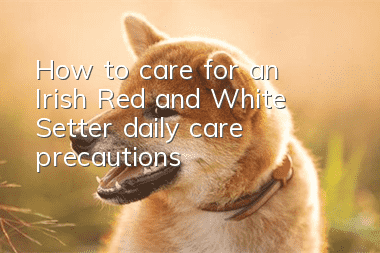 How to care for an Irish Red and White Setter, daily care precautions