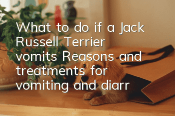 What to do if a Jack Russell Terrier vomits? Reasons and treatments for vomiting and diarrhea in a Jack Russell Terrier