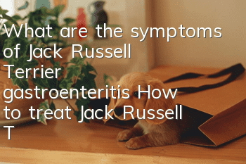 What are the symptoms of Jack Russell Terrier gastroenteritis? How to treat Jack Russell Terrier gastroenteritis