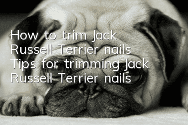 How to trim Jack Russell Terrier nails Tips for trimming Jack Russell Terrier nails