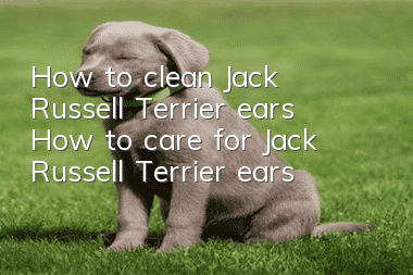 How to clean Jack Russell Terrier ears How to care for Jack Russell Terrier ears