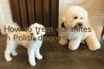 How to treat ear mites in Polish dingoes