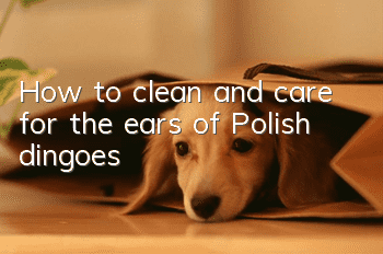 How to clean and care for the ears of Polish dingoes