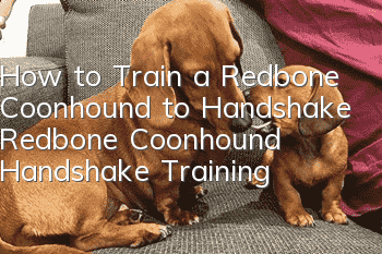 How to Train a Redbone Coonhound to Handshake Redbone Coonhound Handshake Training
