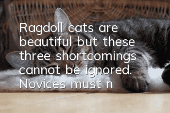 Ragdoll cats are beautiful, but these three shortcomings cannot be ignored. Novices must not keep them.