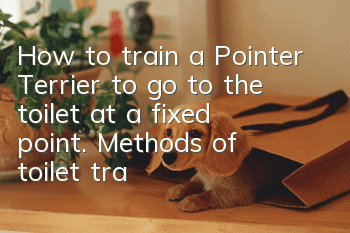 How to train a Pointer Terrier to go to the toilet at a fixed point. Methods of toilet training for a Pointer Terrier.
