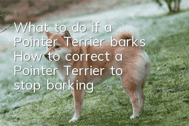What to do if a Pointer Terrier barks? How to correct a Pointer Terrier to stop barking?