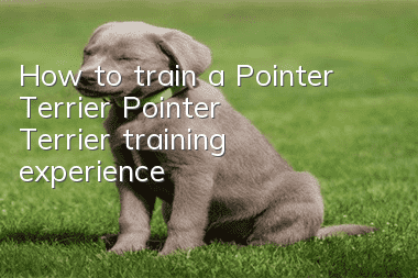 How to train a Pointer Terrier? Pointer Terrier training experience