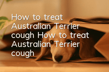 How to treat Australian Terrier cough How to treat Australian Terrier cough