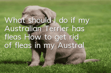 What should I do if my Australian Terrier has fleas? How to get rid of fleas in my Australian Terrier?