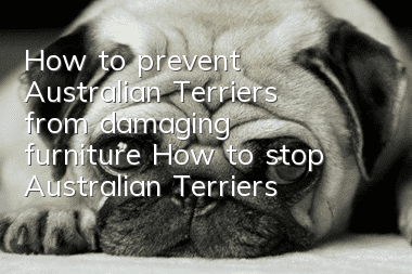 How to prevent Australian Terriers from damaging furniture How to stop Australian Terriers from damaging furniture