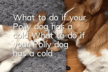 What to do if your Polly dog ​​has a cold? What to do if your Polly dog ​​has a cold?