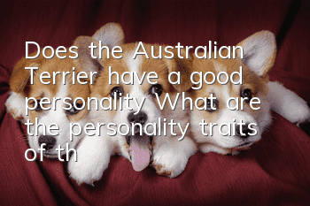 Does the Australian Terrier have a good personality? What are the personality traits of the Australian Terrier?