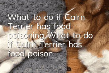 What to do if Cairn Terrier has food poisoning What to do if Cairn Terrier has food poisoning
