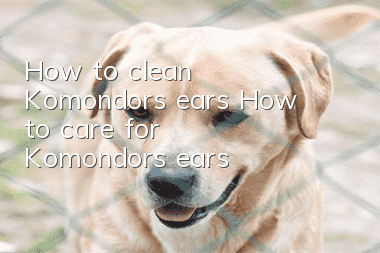 How to clean Komondor’s ears How to care for Komondor’s ears