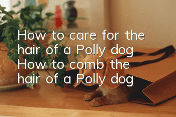How to care for the hair of a Polly dog How to comb the hair of a Polly dog